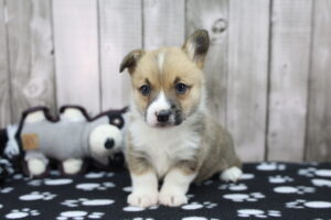 Pembroke Welsh Corgi puppy