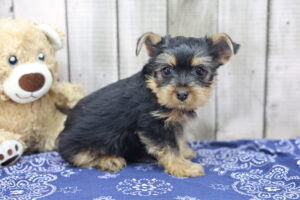 Yorkshire Terrier puppy