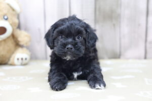 ShihPoo puppy