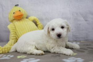 CotonPoo puppy