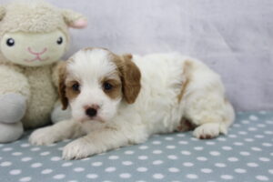 Cavapoo puppy