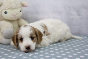 Cavapoo puppy