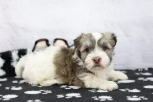 Havanese puppy