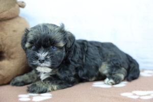 Lhasa Apso puppy