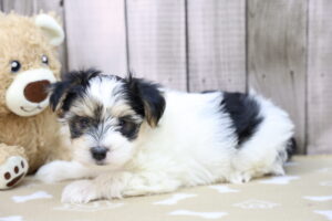 Morkie puppy
