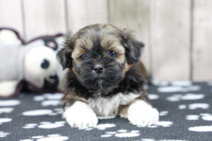 Lhasa Apso puppy