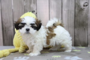 Shih Tzu puppy