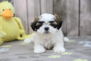 Shih Tzu puppy