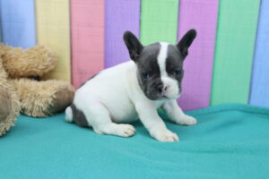 French Bulldog puppy