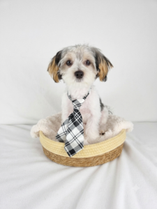 Happiness Is Pets Morkie puppy available