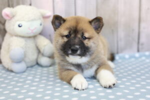Shiba Inu puppy