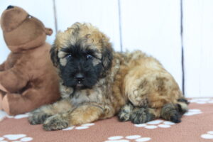 Miniature Whoodle puppy