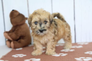 Miniature Whoodle puppy