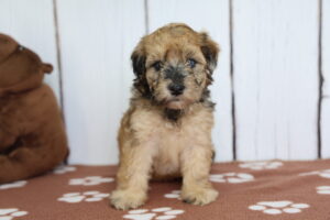 Miniature Whoodle puppy