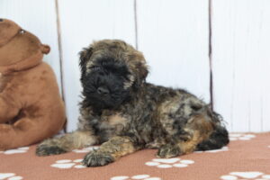 Miniature Whoodle puppy