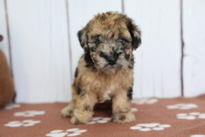 Miniature Whoodle puppy