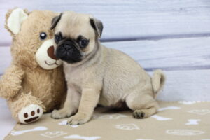 Pug puppy