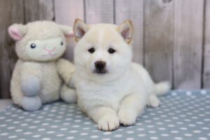 Shiba Inu puppy
