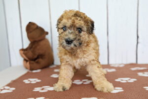 Miniature Whoodle puppy
