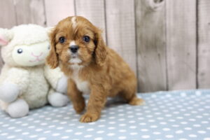 Cavalier King Charles Spaniel puppy
