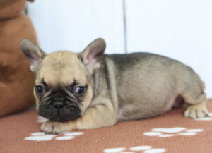 French Bulldog puppy