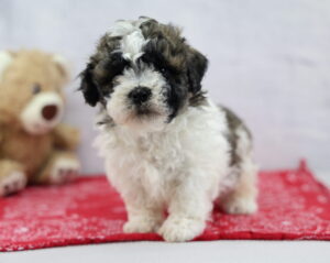 Teddy Bear puppy