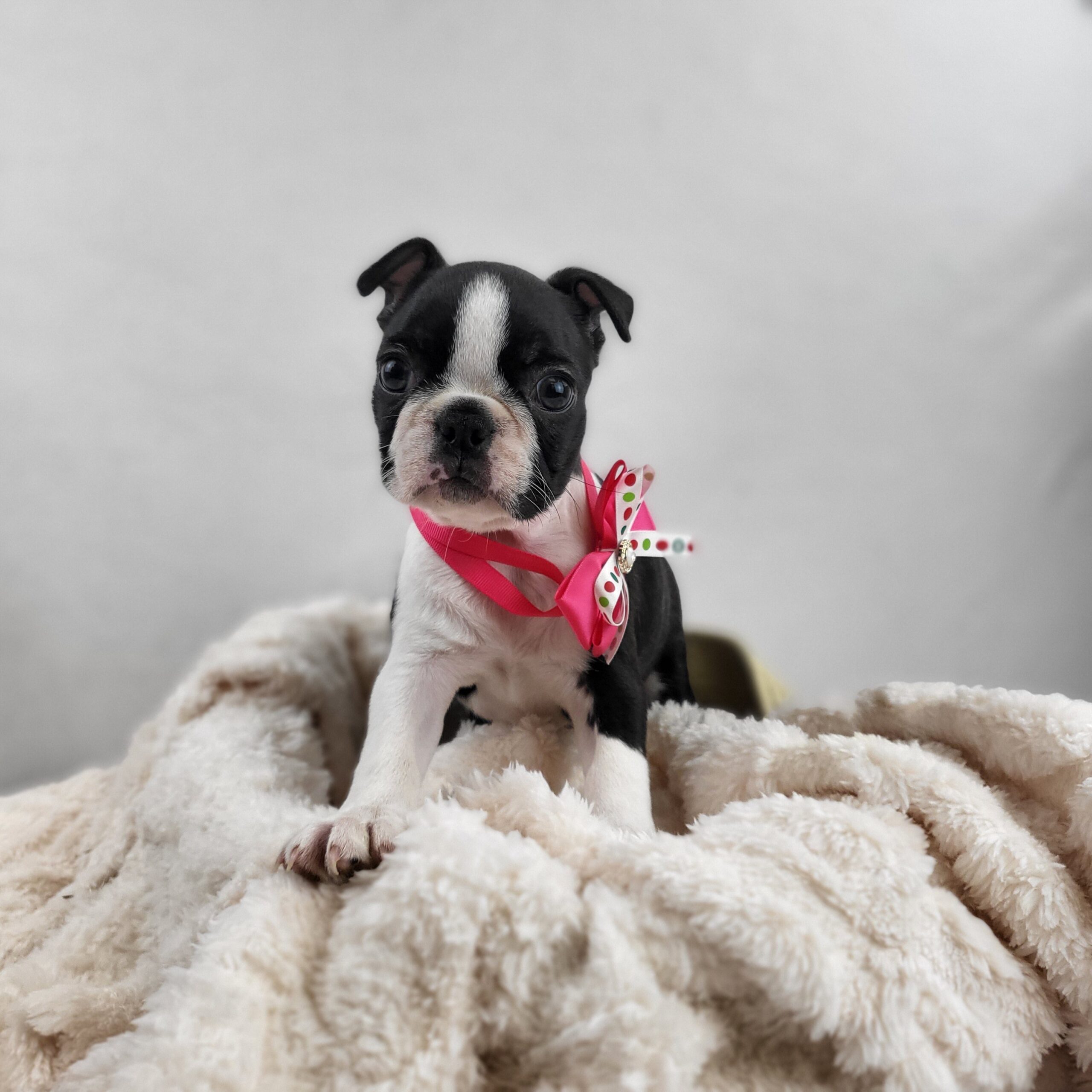 Boston Terrier in Crown Point, IN