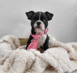 Boston Terrier puppy