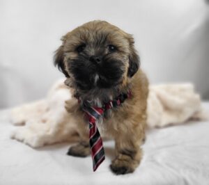 Lhasa Apso puppy