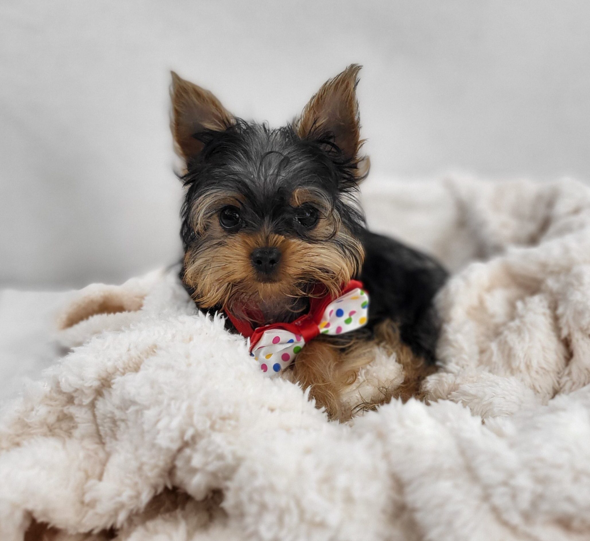 Yorkshire Terrier in Crown Point, IN