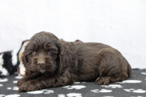 Cocker Spaniel puppy