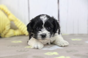 ShihPoo puppy