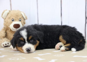 Bernese Mountain Dog puppy