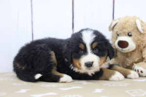 Bernese Mountain Dog puppy