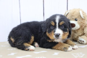 Bernese Mountain Dog puppy