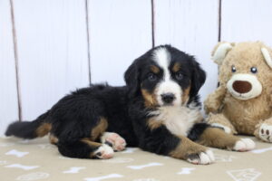 Bernese Mountain Dog puppy
