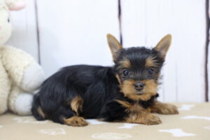 Yorkshire Terrier puppy