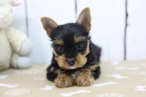 Yorkshire Terrier puppy