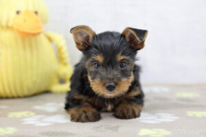Yorkshire Terrier puppy