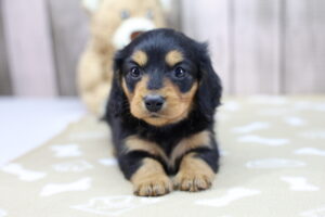 Miniature Dachshund puppy