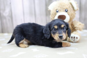 Miniature Dachshund puppy