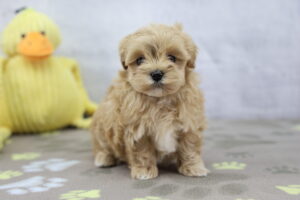 Maltipoo puppy
