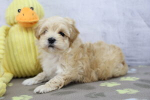 Maltipoo puppy