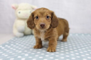 Miniature Dachshund puppy