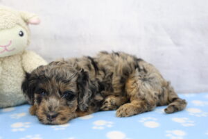 Miniature Goldendoodle puppy
