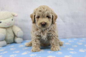 Miniature Goldendoodle puppy