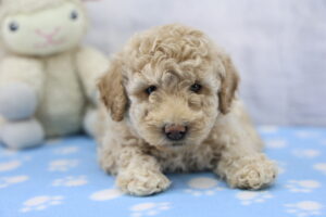 Miniature Goldendoodle puppy