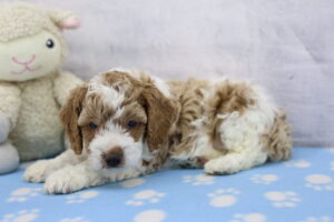 Cockapoo puppy