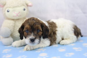 Cockapoo puppy