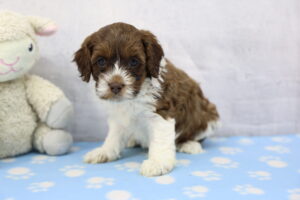 Cockapoo puppy